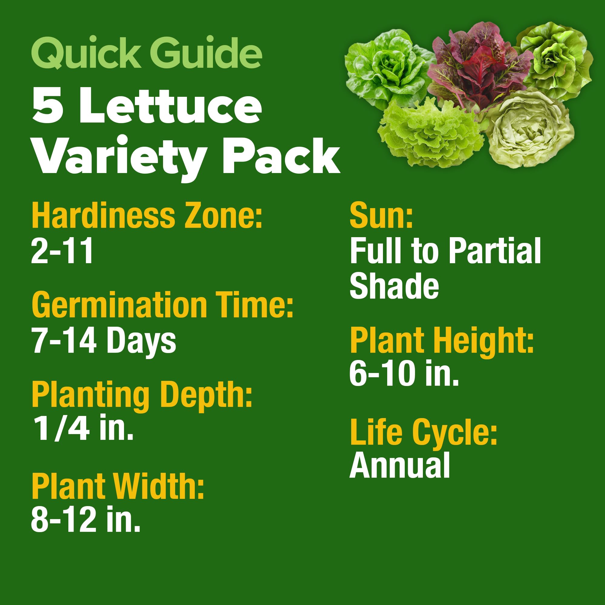 Healthy lettuce plants growing in a hydroponic system