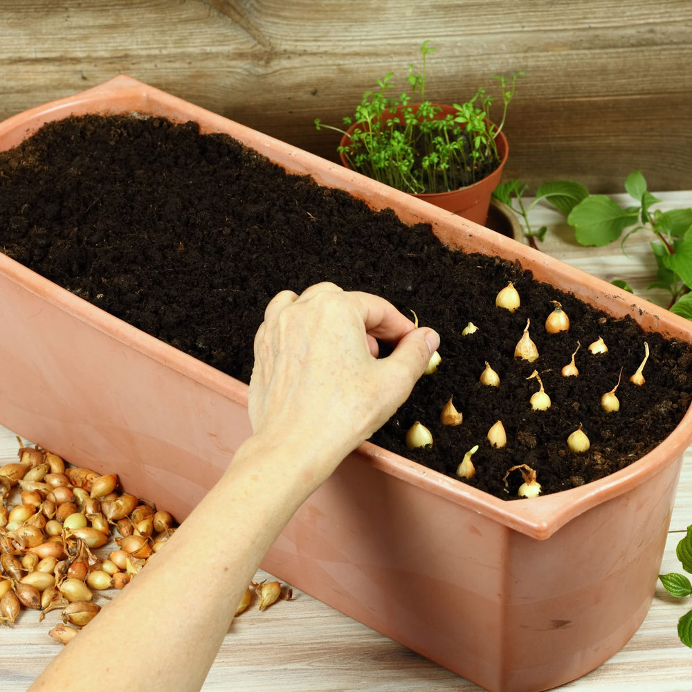 Healthy onion bulbs from Stargazer Perennials