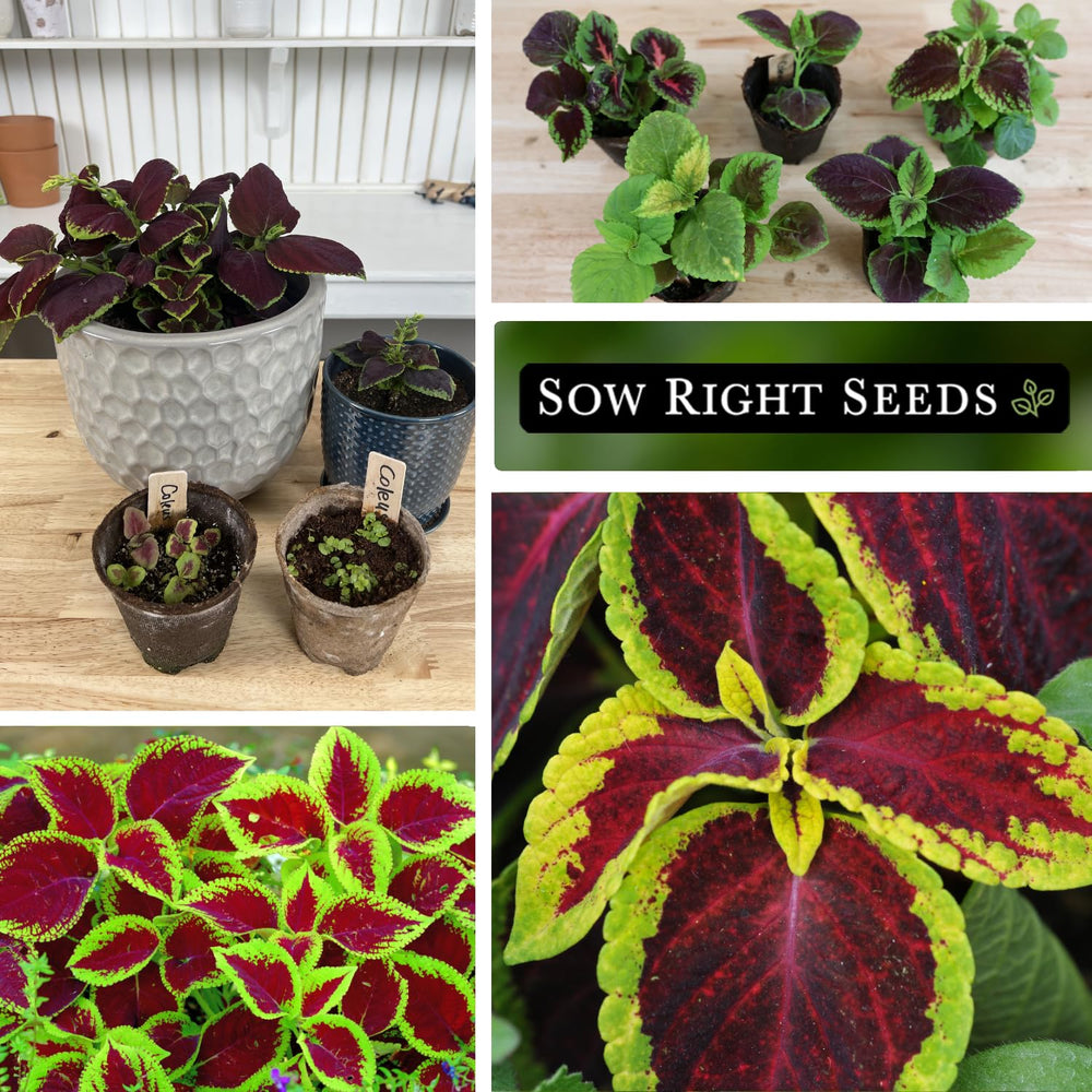 Healthy Rainbow Coleus plants in a garden