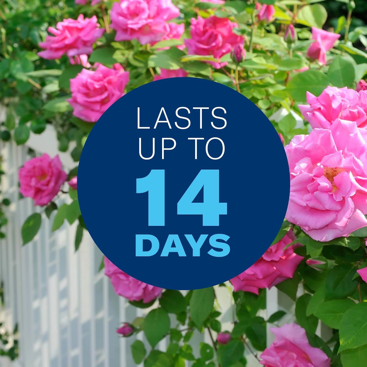 Healthy roses cared for with BioAdvanced plant care concentrate.