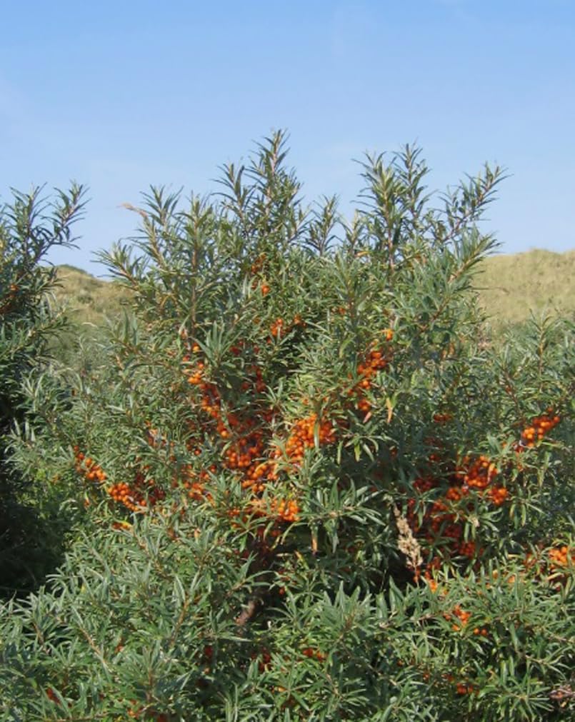 Healthy Sea Buckthorn shrub in flower bed