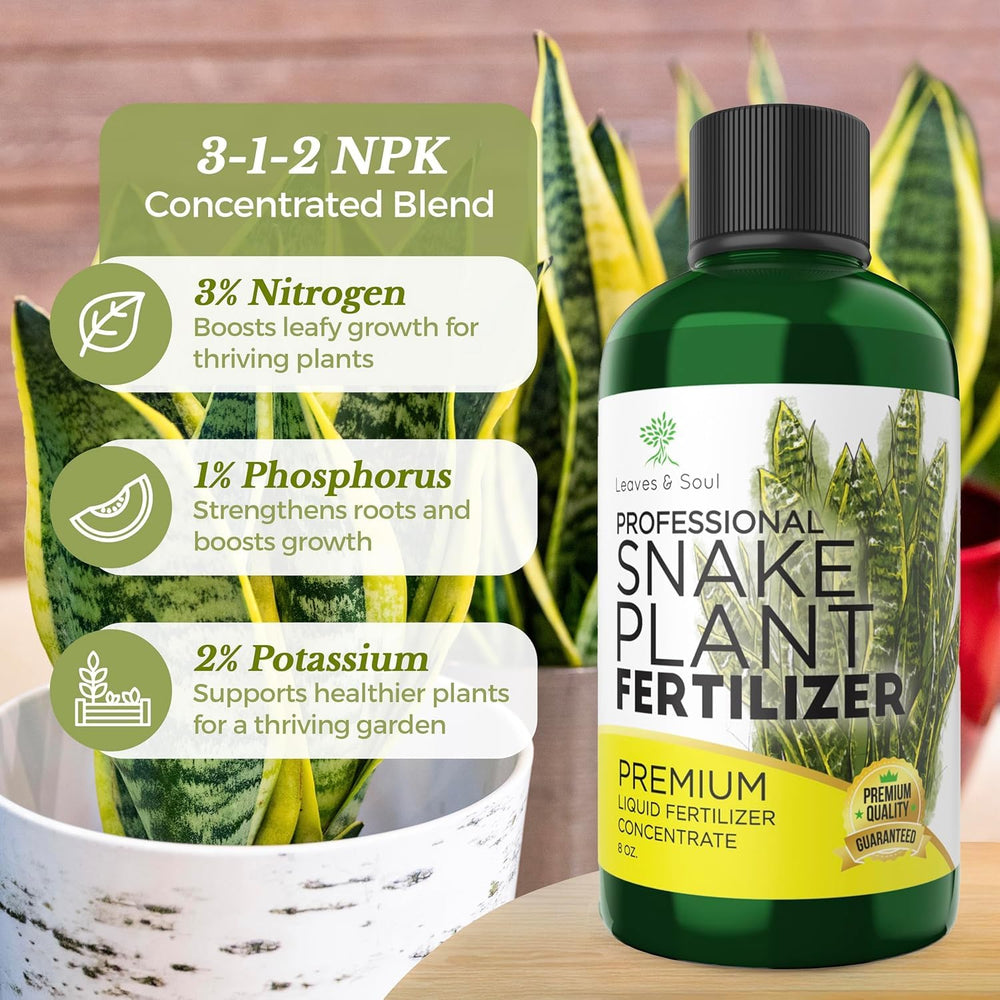 Healthy snake plants in a home environment with fertilizer applied