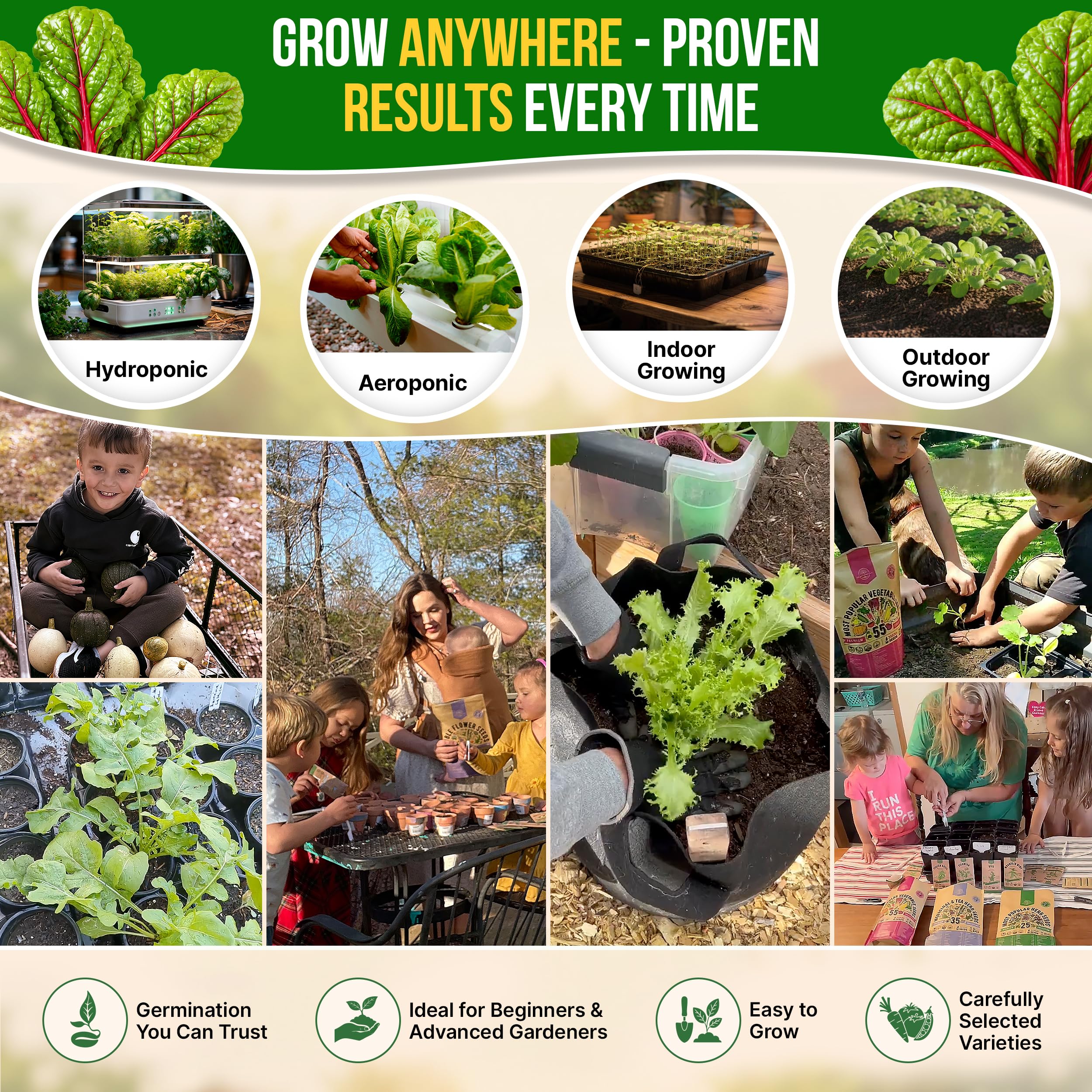 Healthy Swiss Chard plants growing in a garden