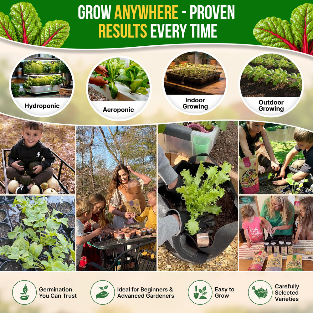 Healthy Swiss Chard plants growing in a garden