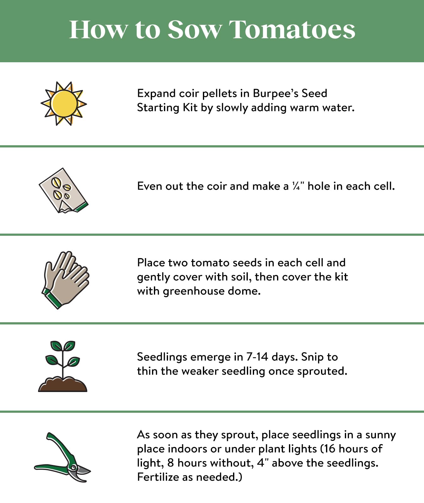 Healthy tomato plants growing in garden