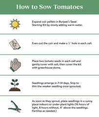Healthy tomato plants growing in garden
