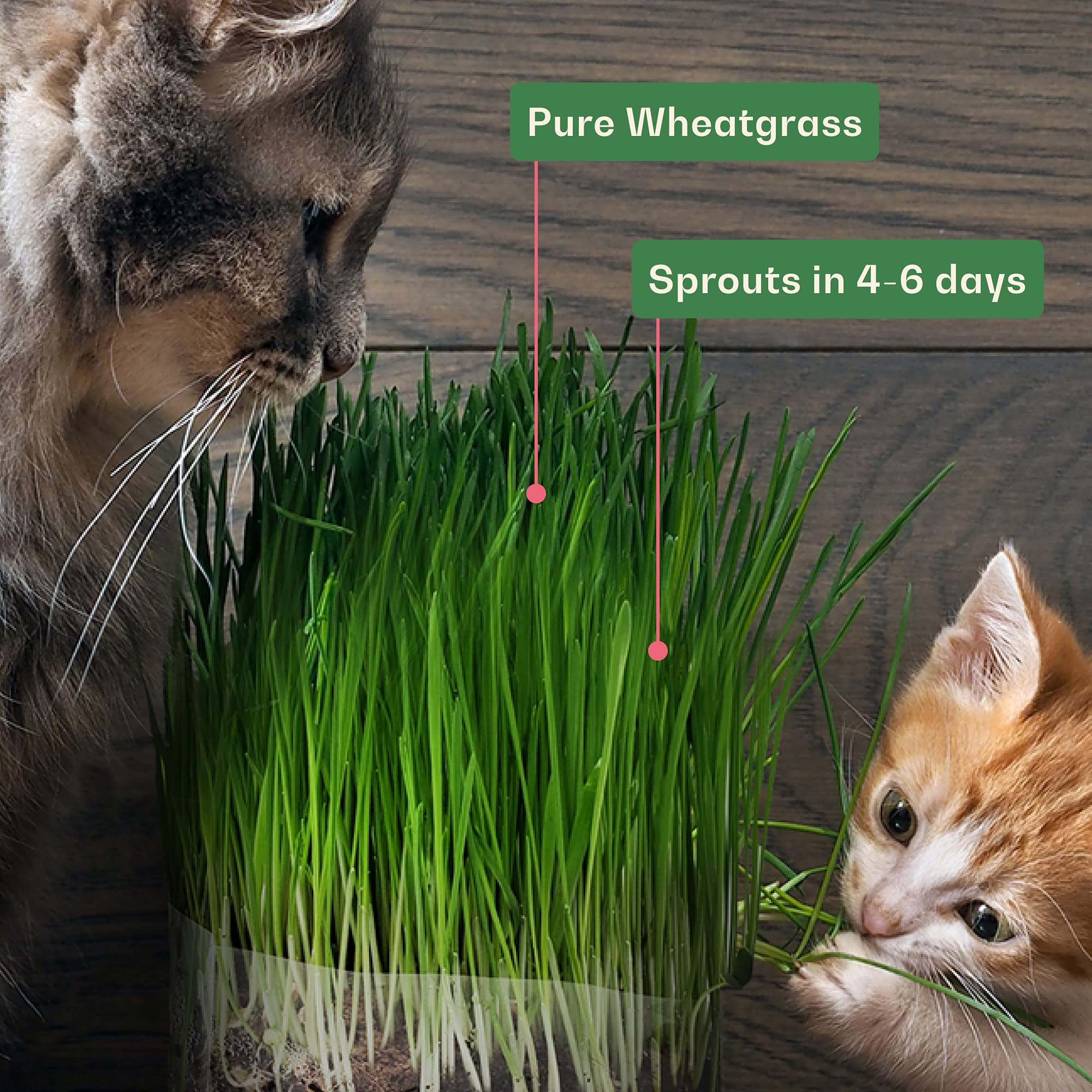 Healthy wheatgrass ready for pets, grown from Rose and Branch seeds