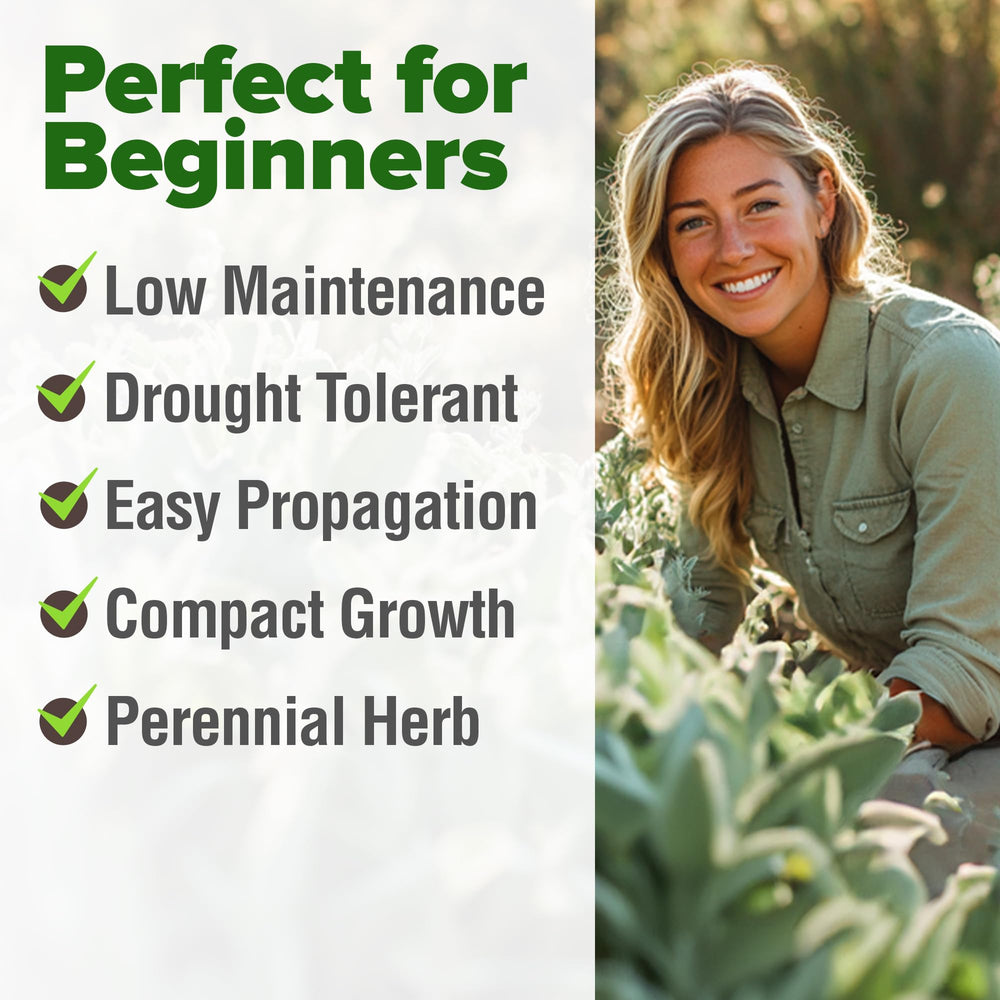 Healthy White Sage plants growing in a garden