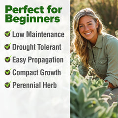 Healthy White Sage plants growing in a garden