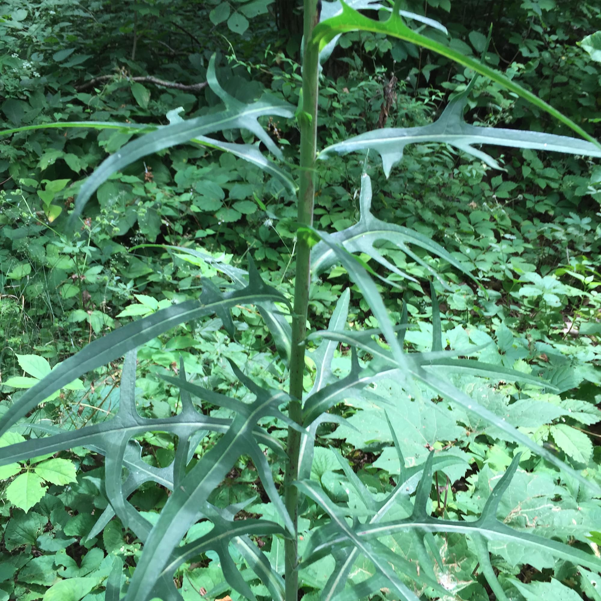 Healthy Wild Lettuce plants growing in a garden