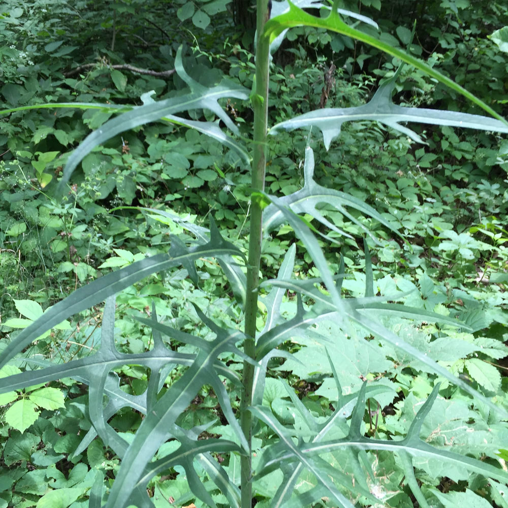 Healthy Wild Lettuce plants growing in a garden