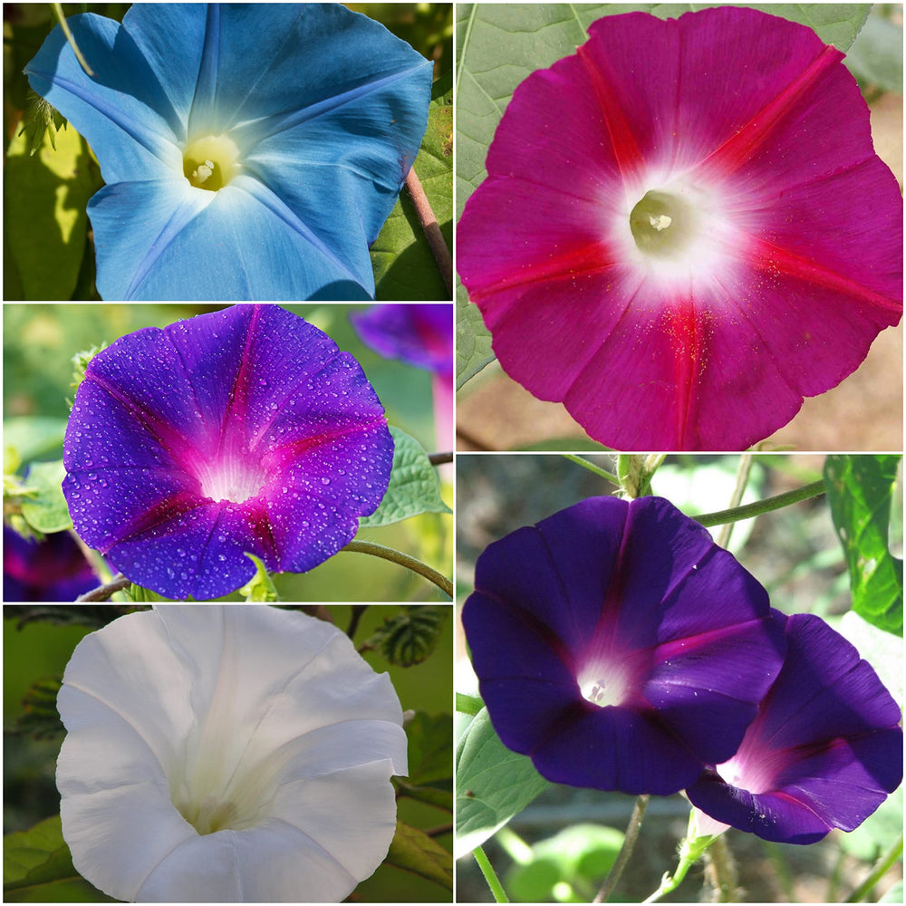 Heavenly Blue Morning Glory seeds packet with sowing information