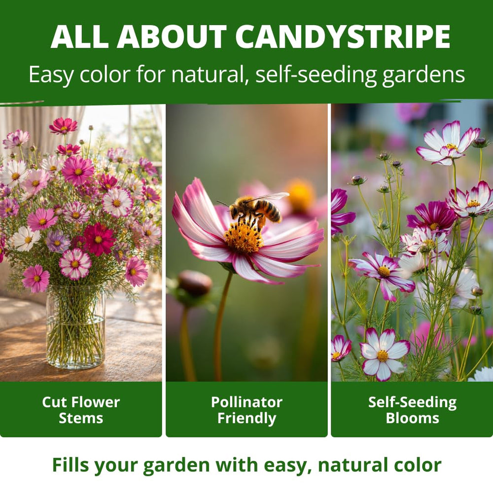 Heirloom Cosmos flower garden with vibrant blooms
