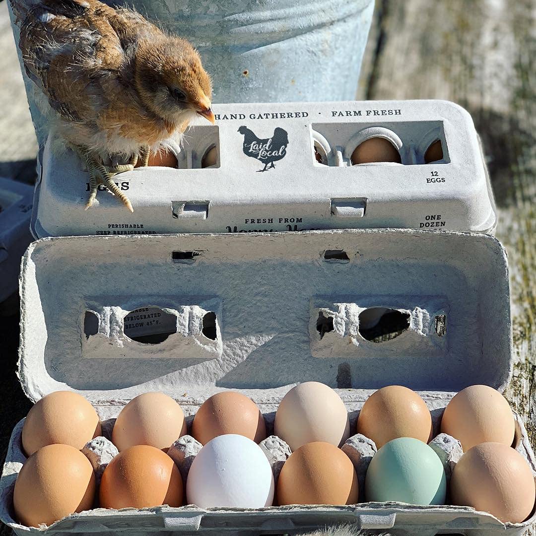 Henlay Printed Egg Carton showing packaging details and eco-friendly materials
