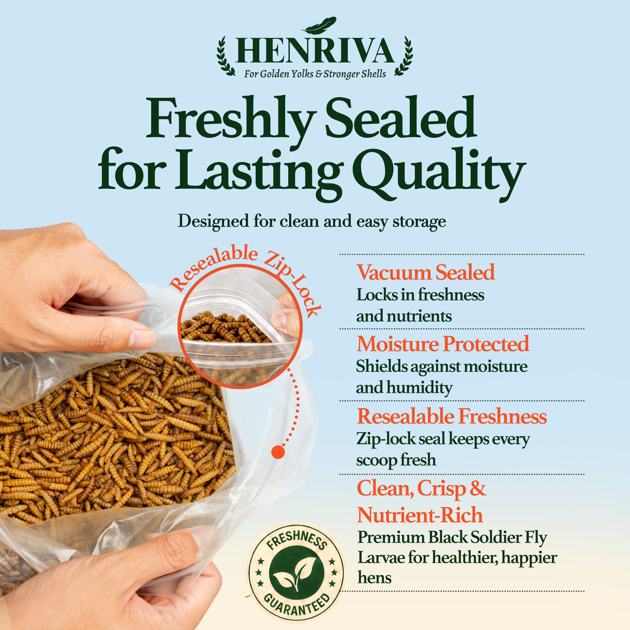 henriva black soldier fly larvae being fed to chickens
