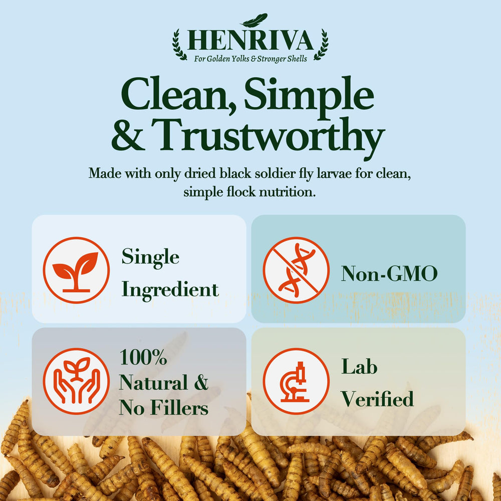 henriva black soldier fly larvae scattered in a chicken coop
