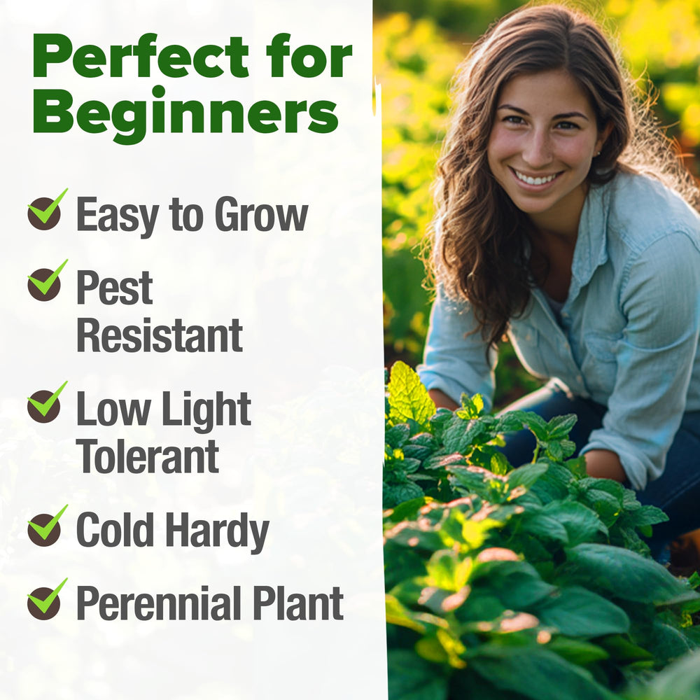 Herb garden featuring peppermint plants