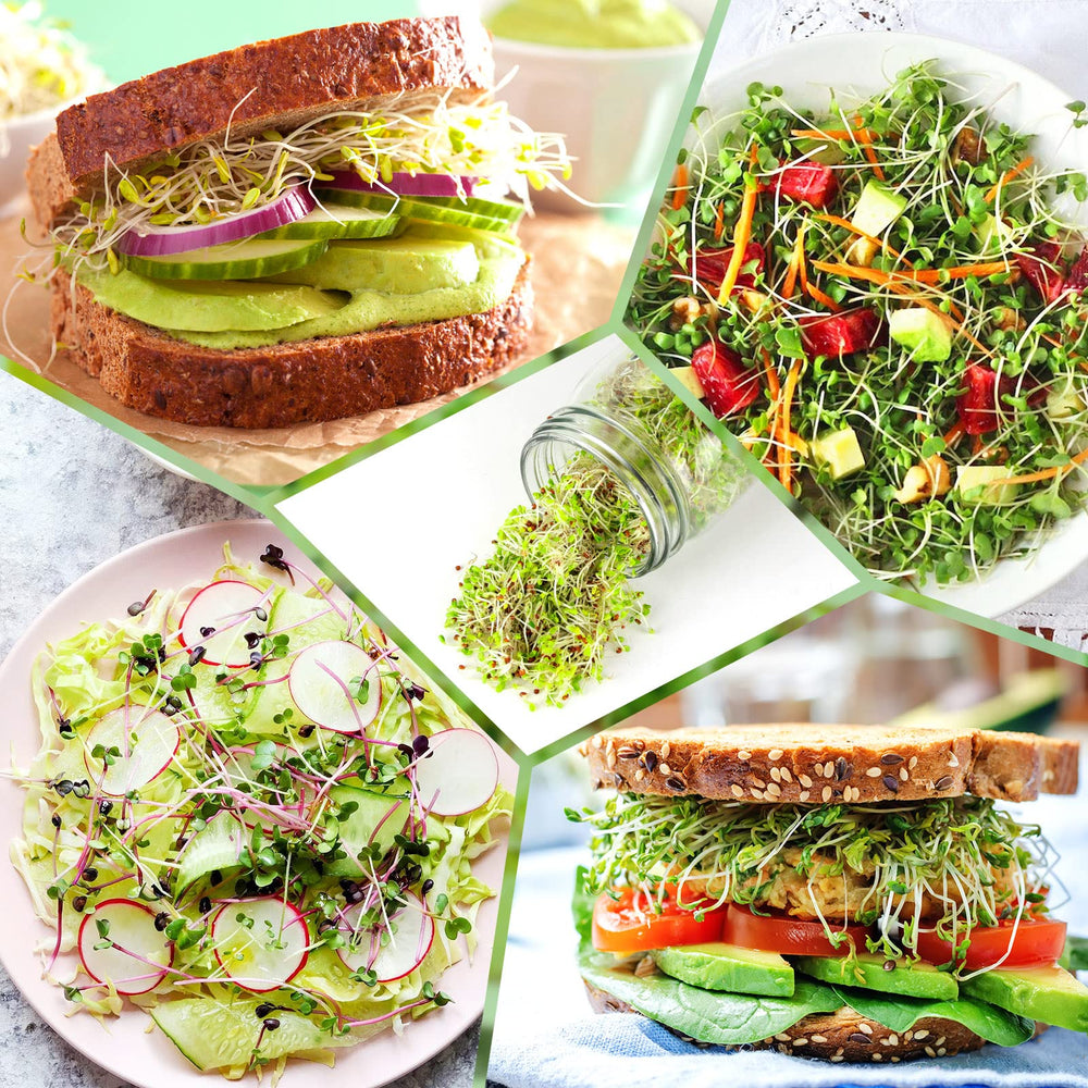 High-quality materials used in Kitmiido Seed Sprouting Kit