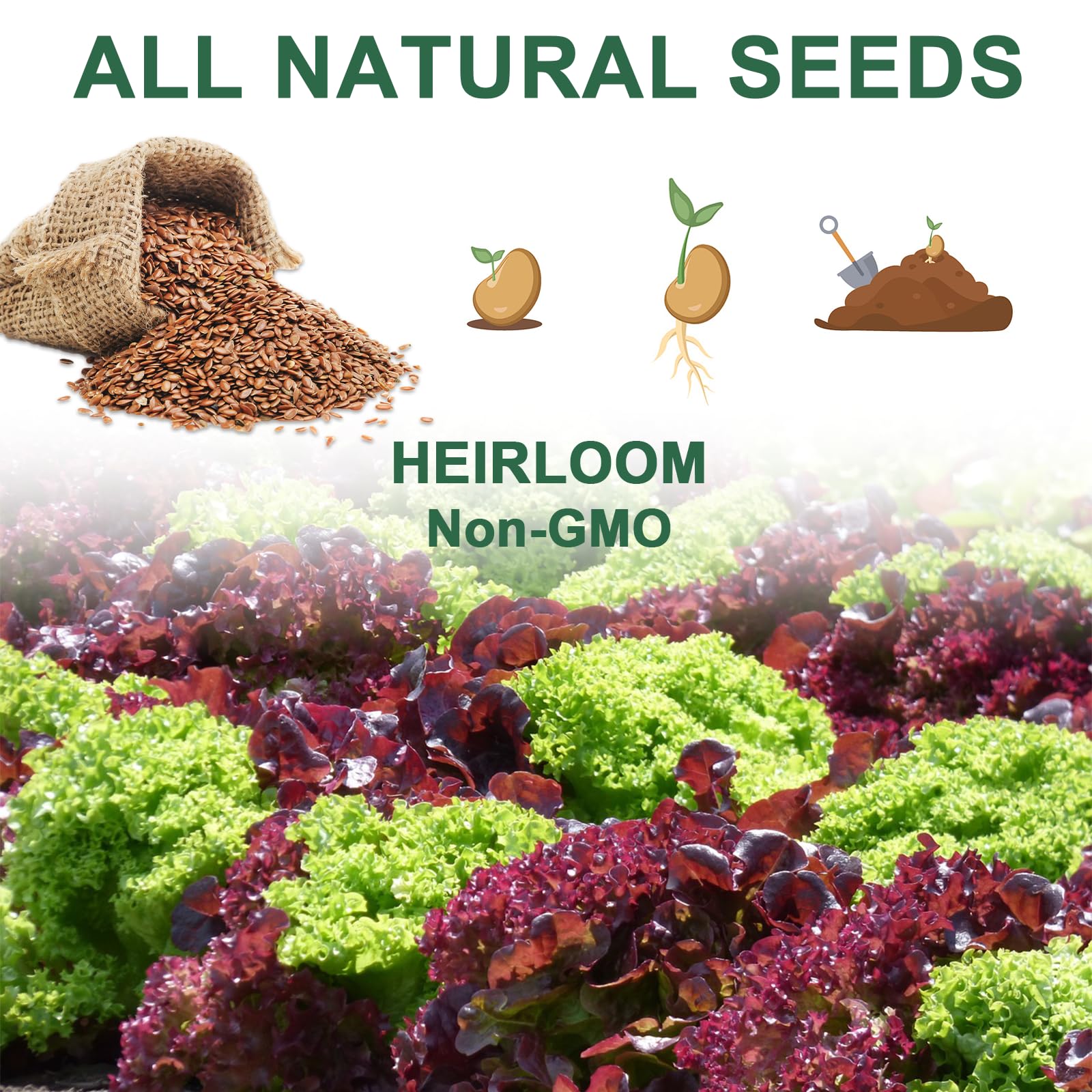 HiHOYA Lettuce Seed Pod Kit with all components displayed