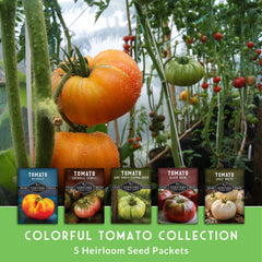 Hillbilly heirloom tomato seeds with colorful tomatoes