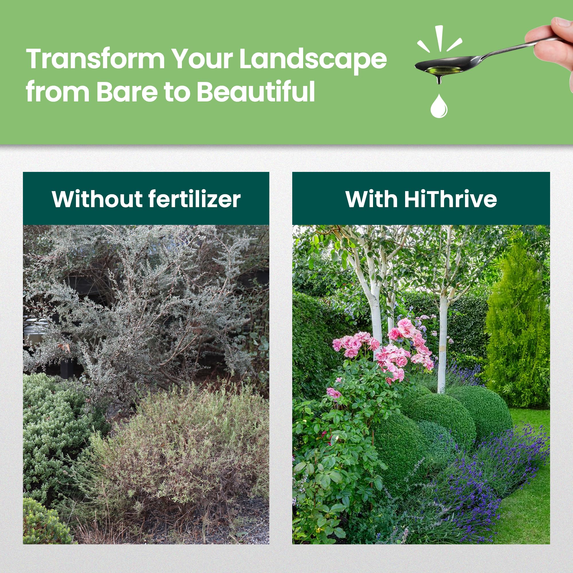 HiThrive fertilizer applied to healthy shrubs
