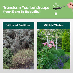 HiThrive fertilizer applied to healthy shrubs