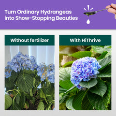 HiThrive Hydrangea Fertilizer bottle with instructions