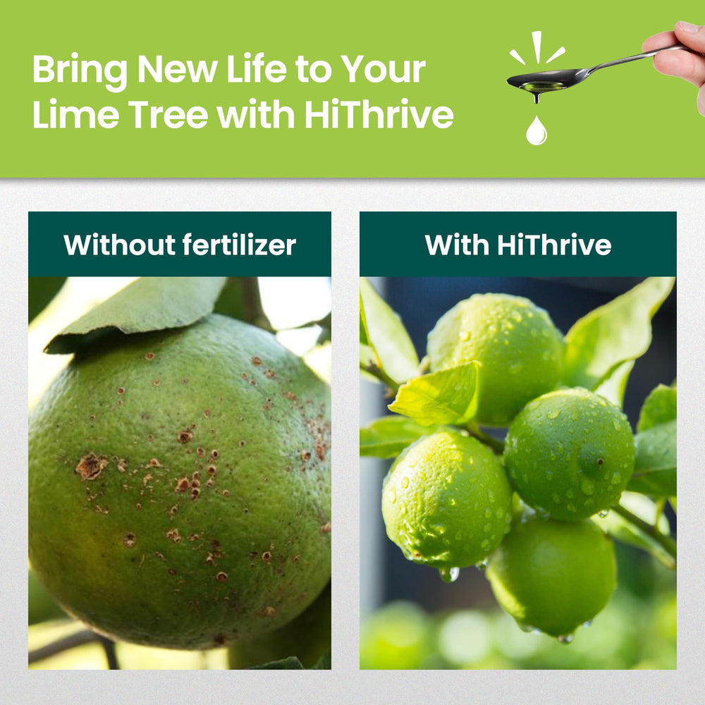 HiThrive Lime Tree Fertilizer application scene with lime trees