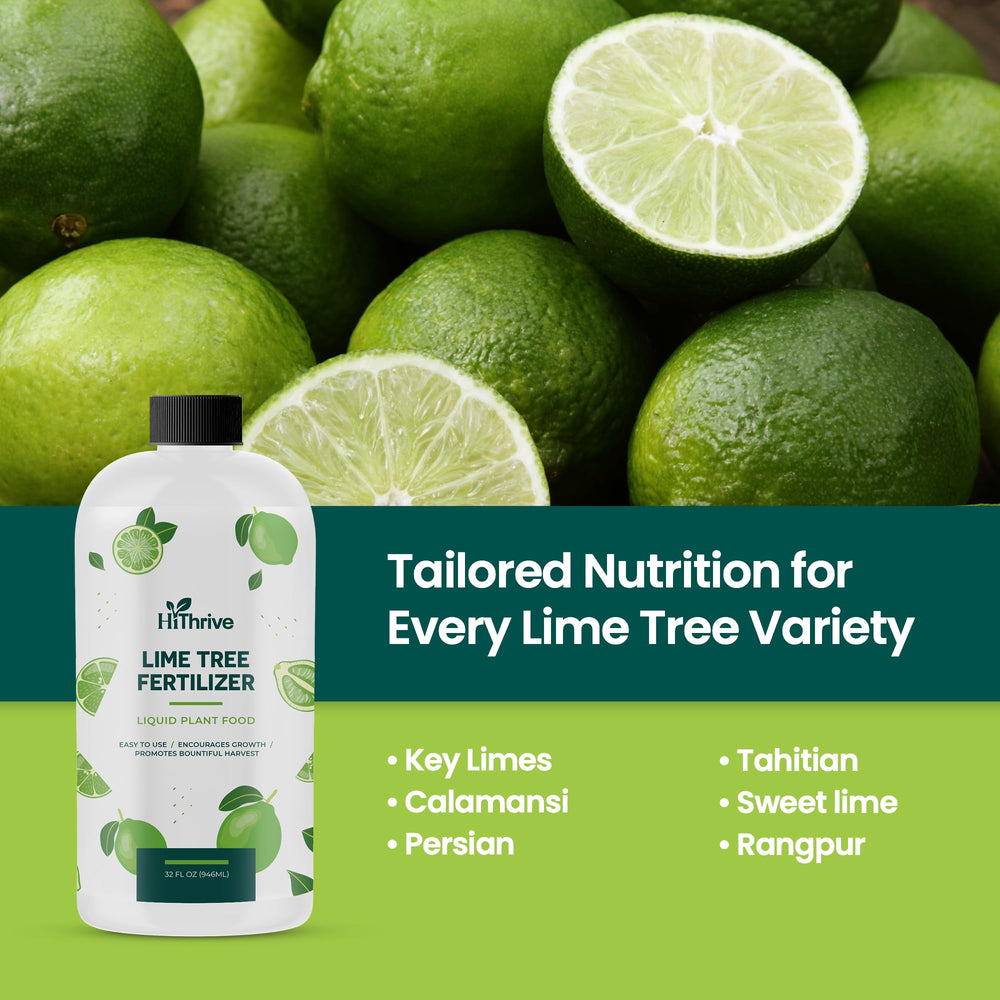 HiThrive Lime Tree Fertilizer mixed with water in a watering can