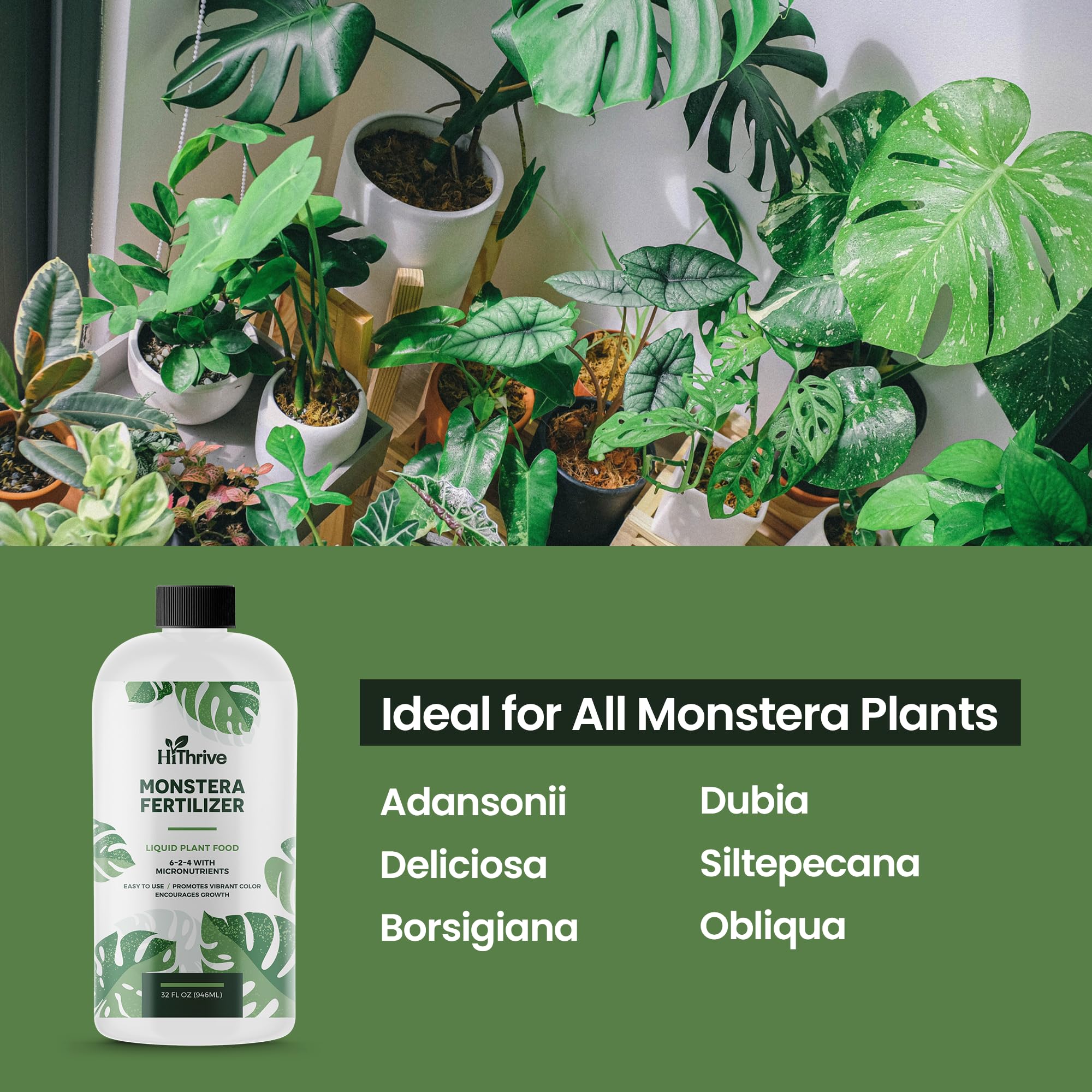 HiThrive Monstera Plant Food used on healthy monstera plant