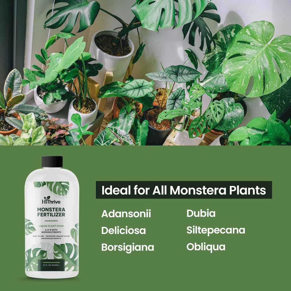 HiThrive Monstera Plant Food used on healthy monstera plant