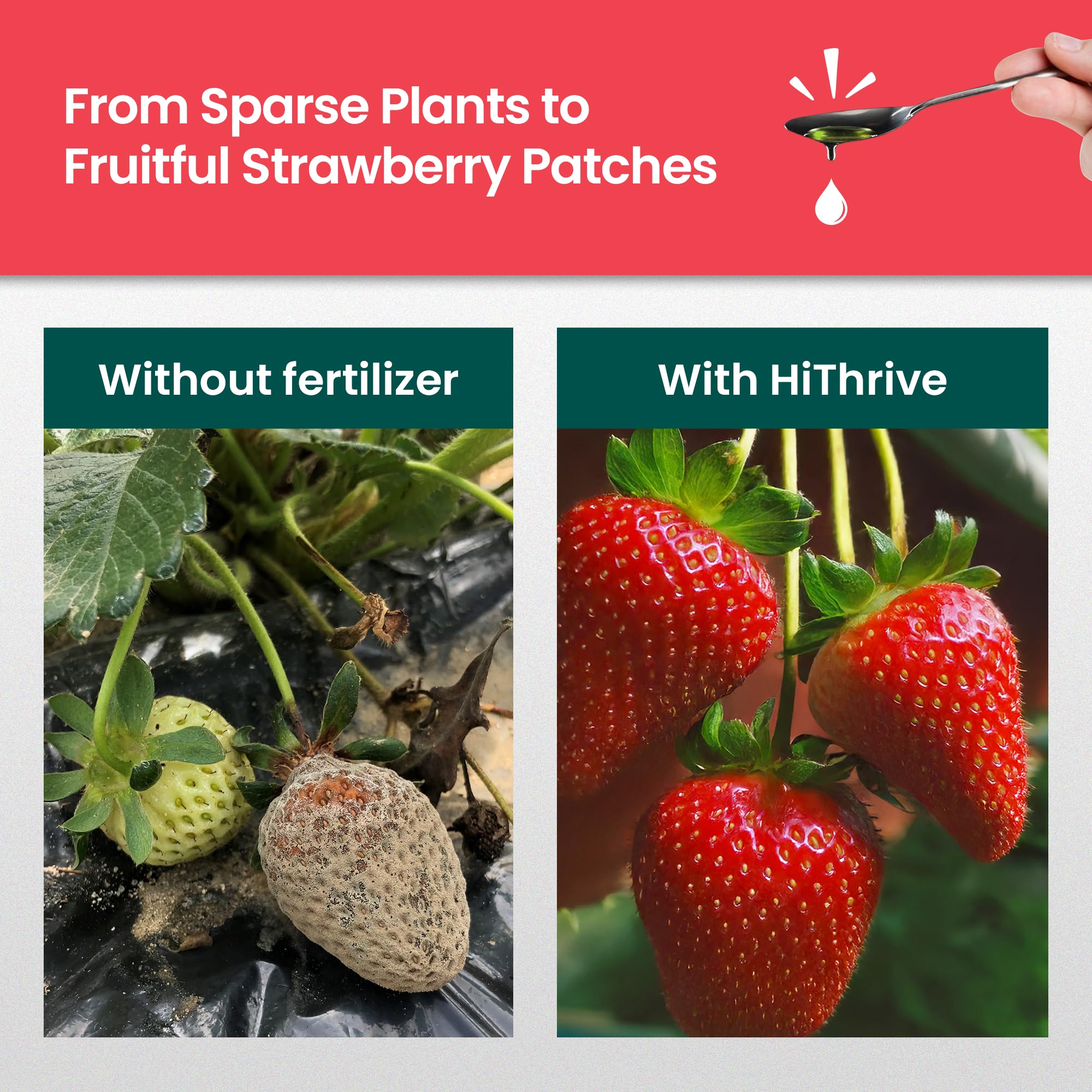 HiThrive Strawberry Fertilizer 32oz bottle side view