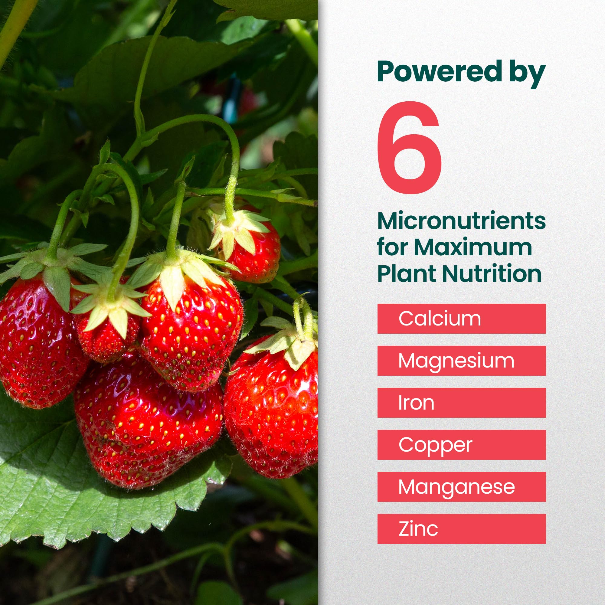 HiThrive Strawberry Fertilizer application in a garden