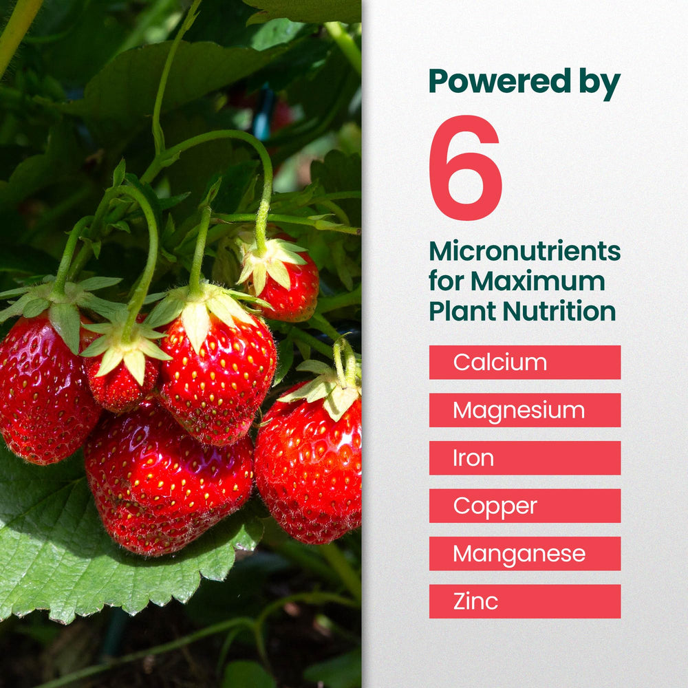 HiThrive Strawberry Fertilizer application in a garden