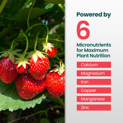 HiThrive Strawberry Fertilizer application in a garden