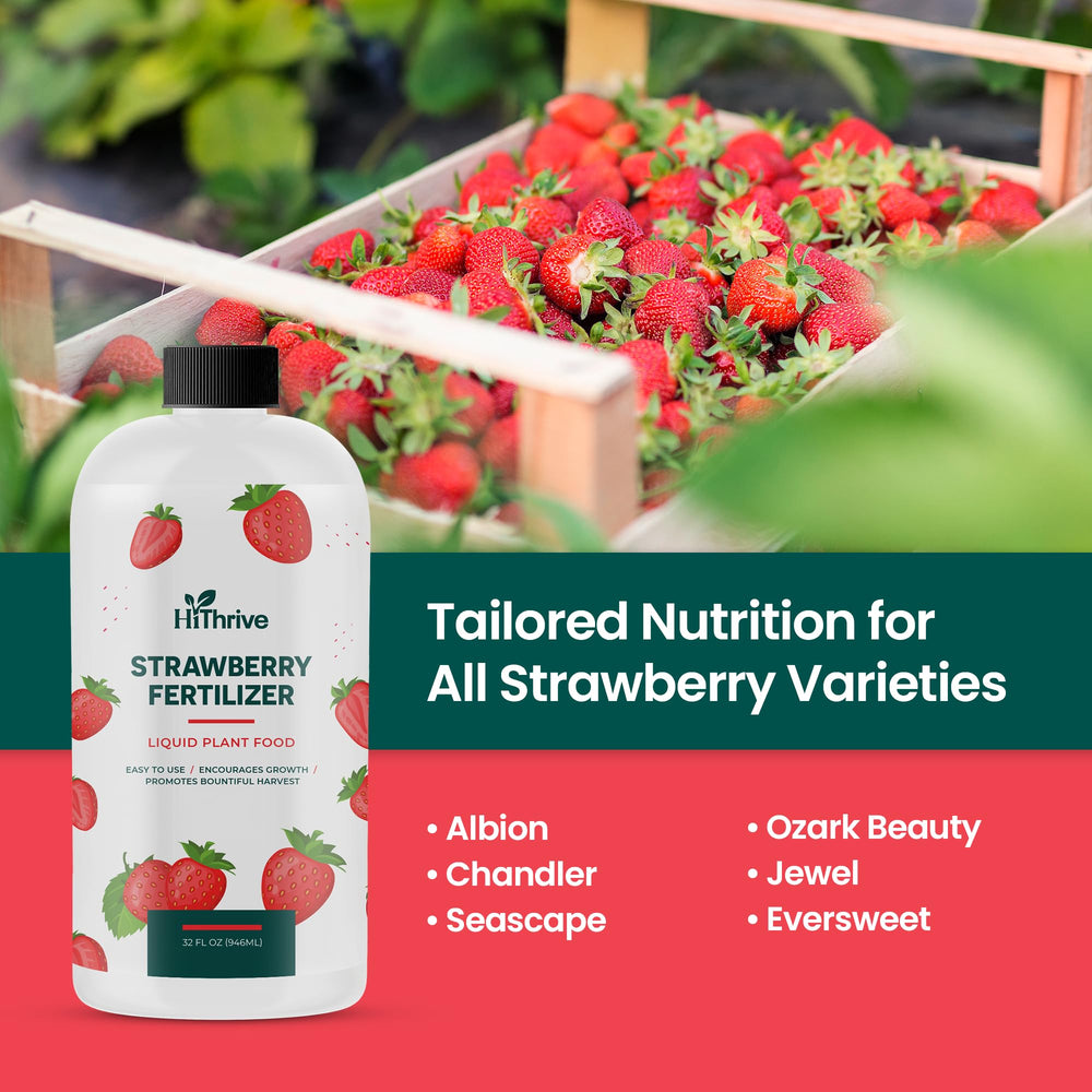 HiThrive Strawberry Fertilizer mixed with water