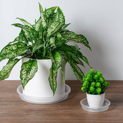 Hoewina plant saucer tray with flower pot on it
