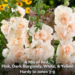 Hollyhock flowers blooming in a garden setting