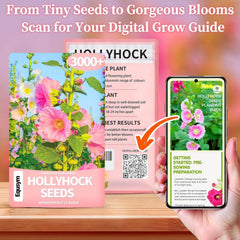 Hollyhock seeds close-up with plant background