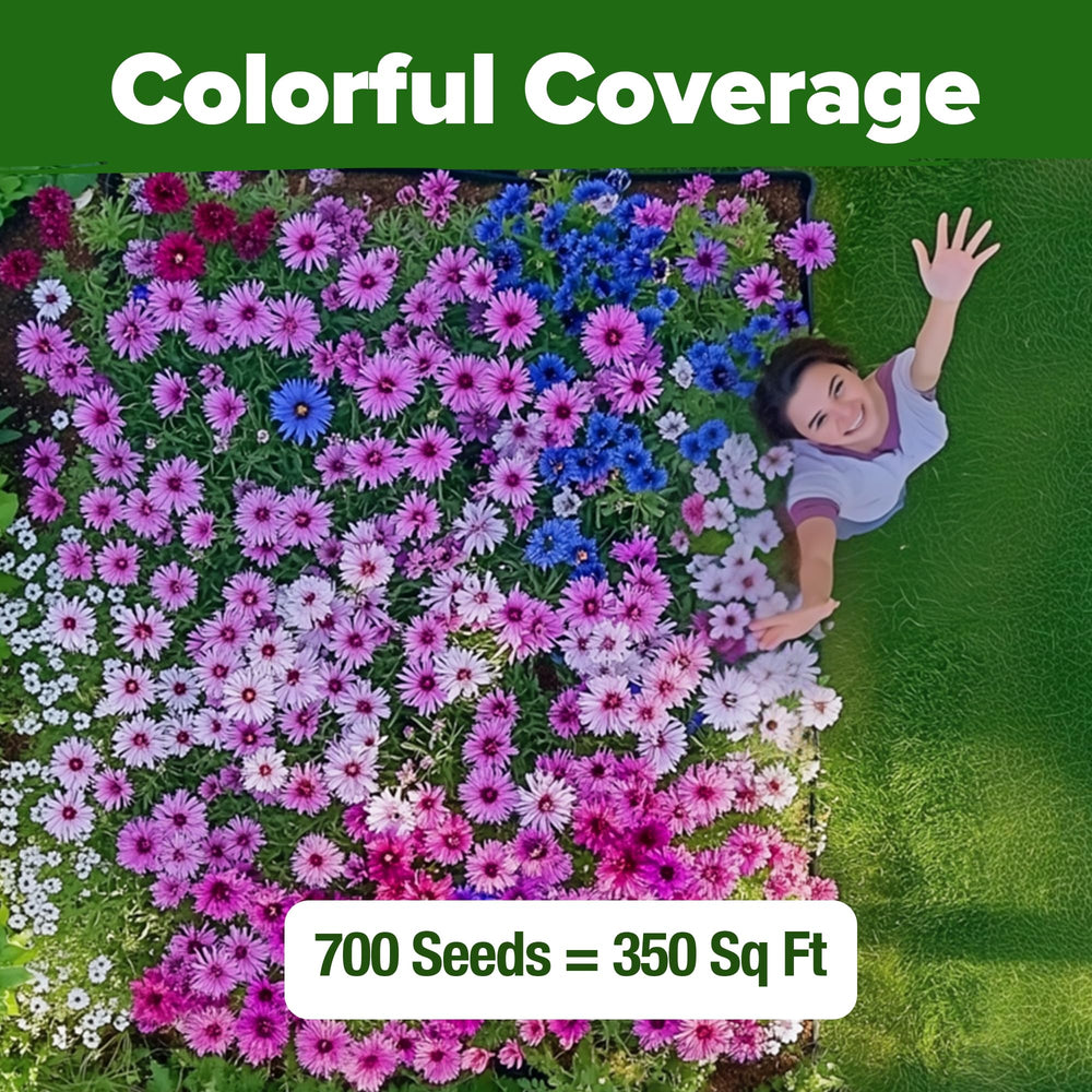 HOME GROWN Bachelor Button seeds package details
