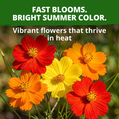 HOME GROWN Bright Lights Cosmos Mix Seed close-up