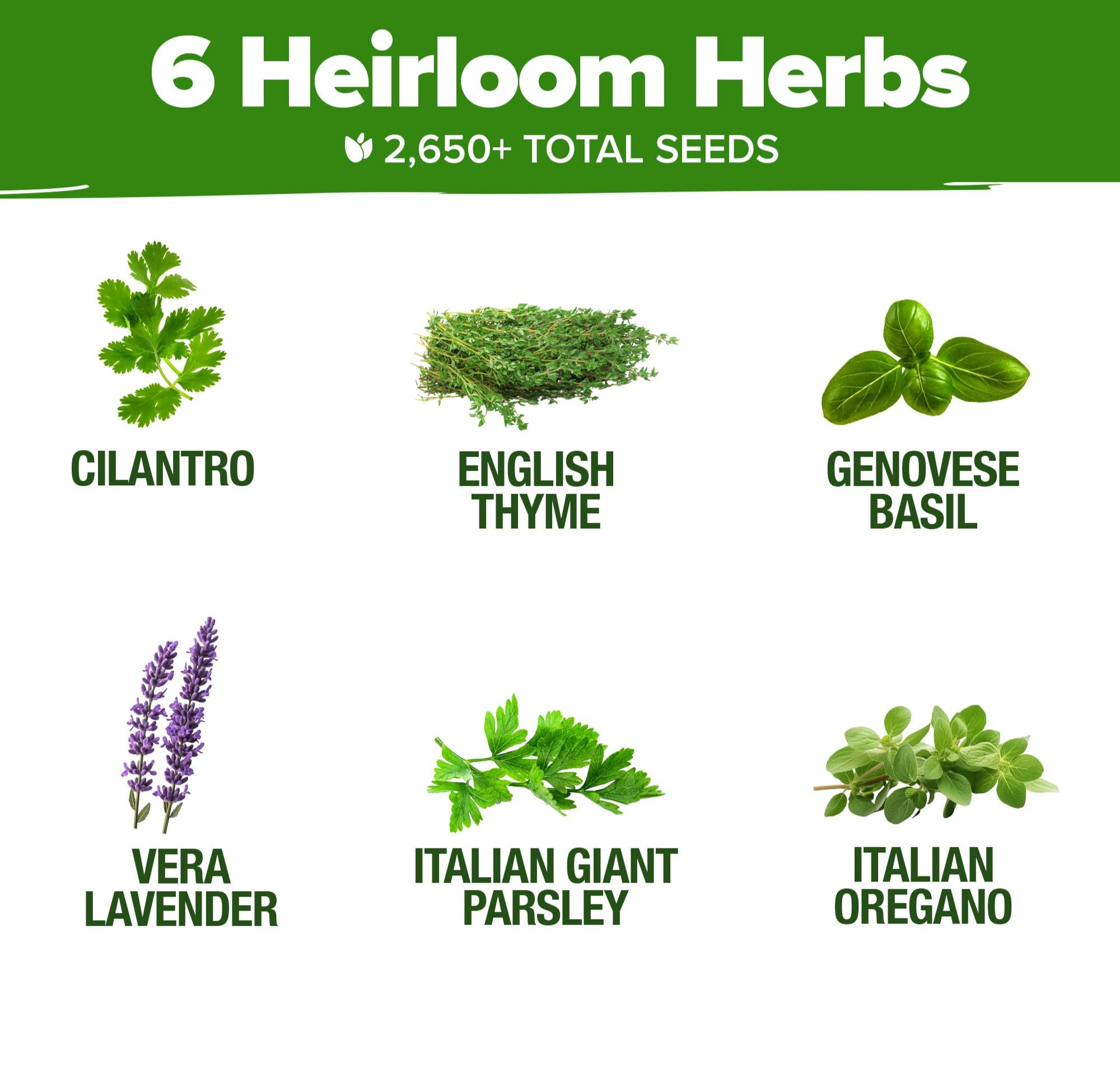 HOME GROWN cilantro, thyme, lavender seed packets