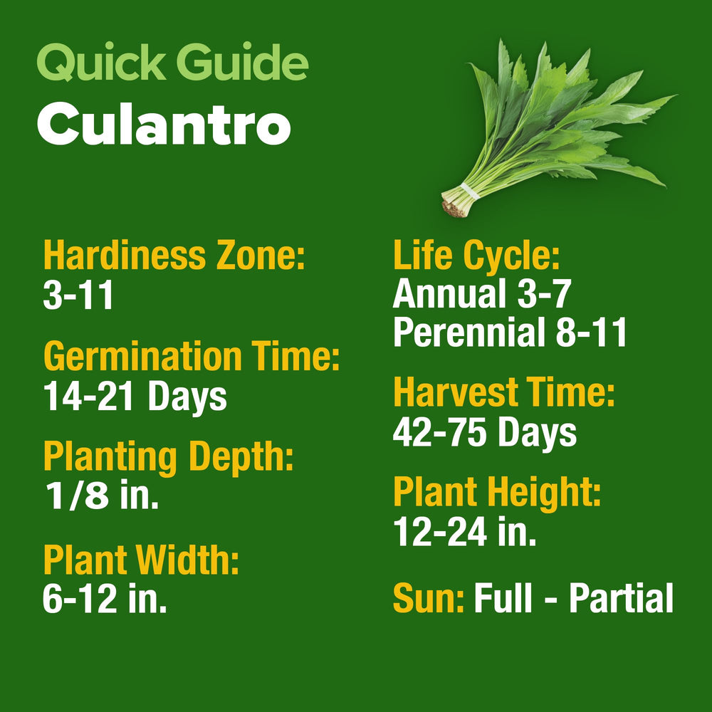HOME GROWN Culantro Seeds packet back view with information