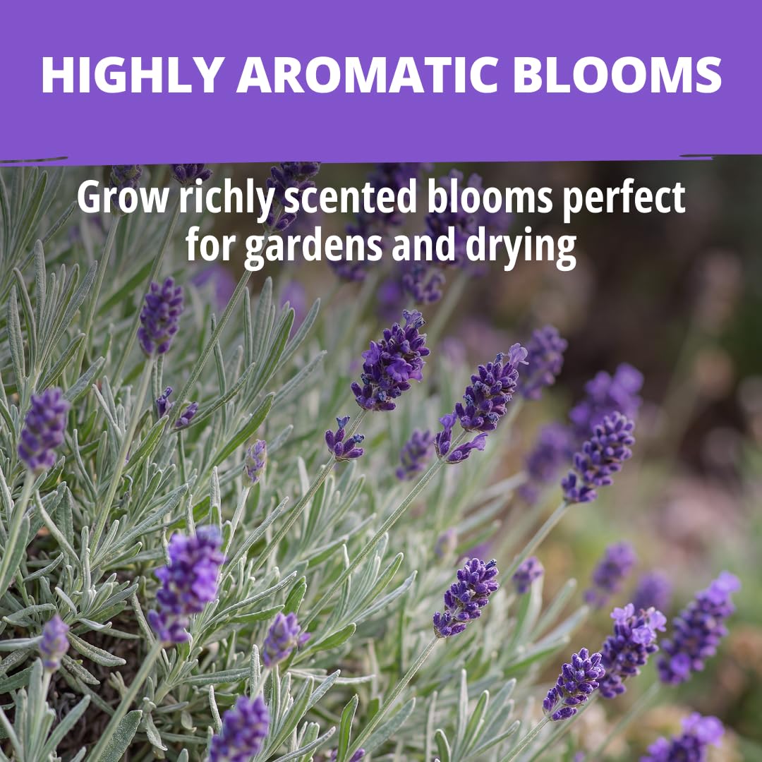 HOME GROWN English Lavender seeds in a gardening setting