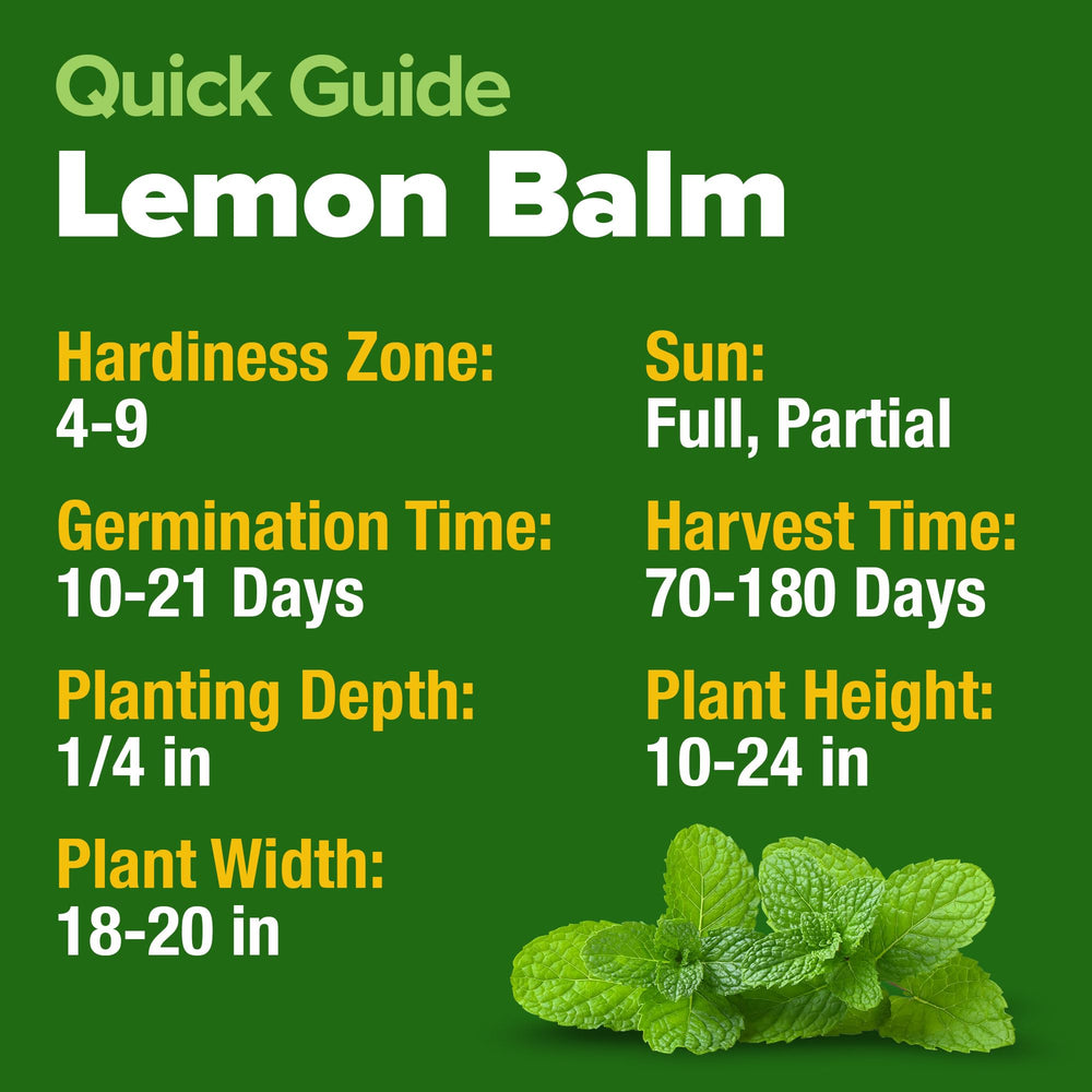 HOME GROWN Lemon Balm Seeds sprouting in soil