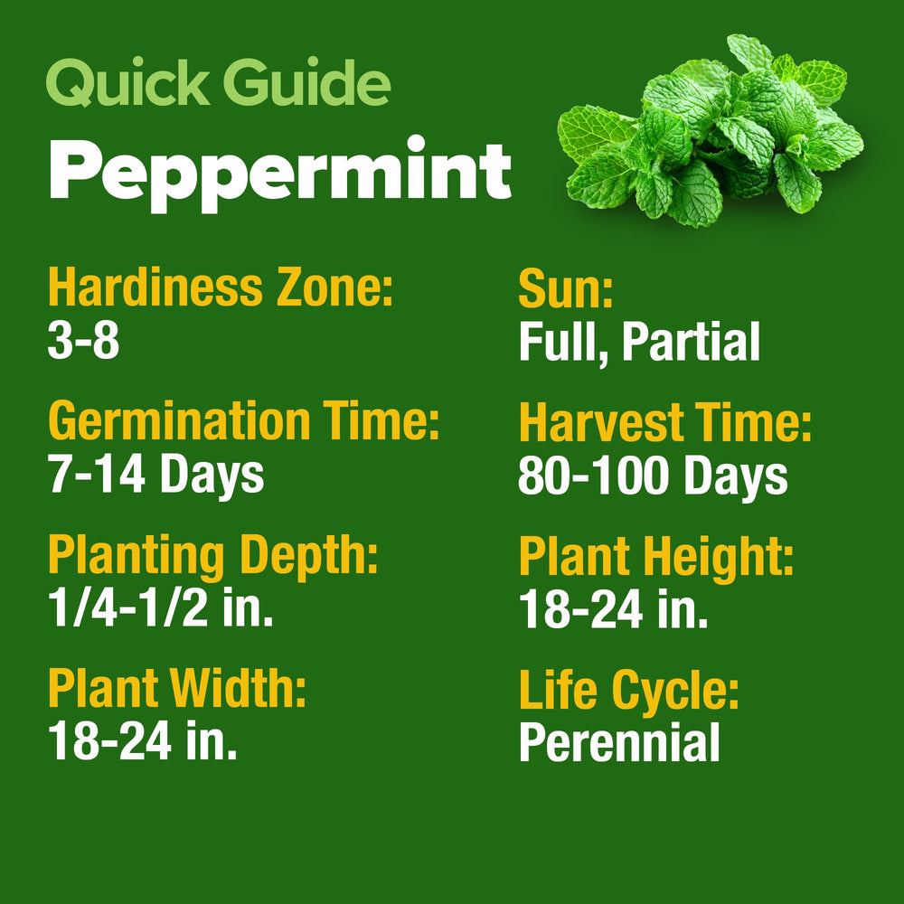 HOME GROWN Peppermint Seeds with planting instructions