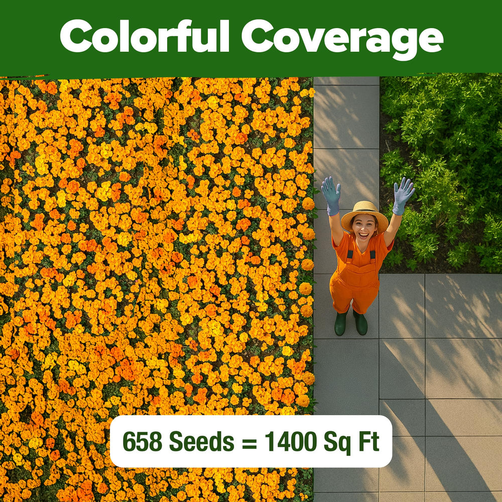 HOME GROWN Petite French Marigold Seeds planting instructions
