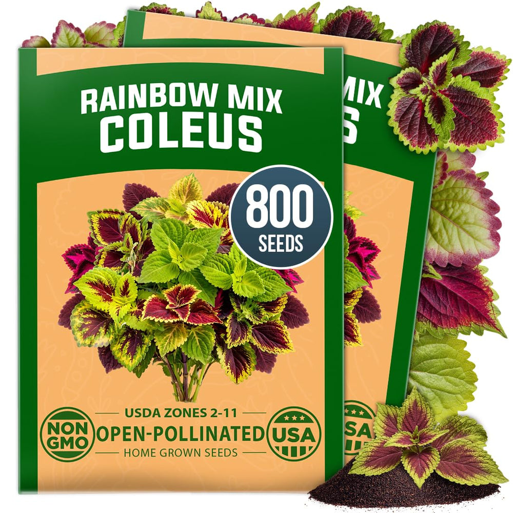 HOME GROWN Rainbow Mix Coleus seeds packet front view