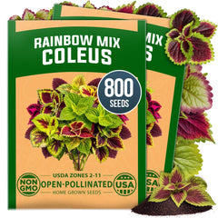 HOME GROWN Rainbow Mix Coleus seeds packet front view