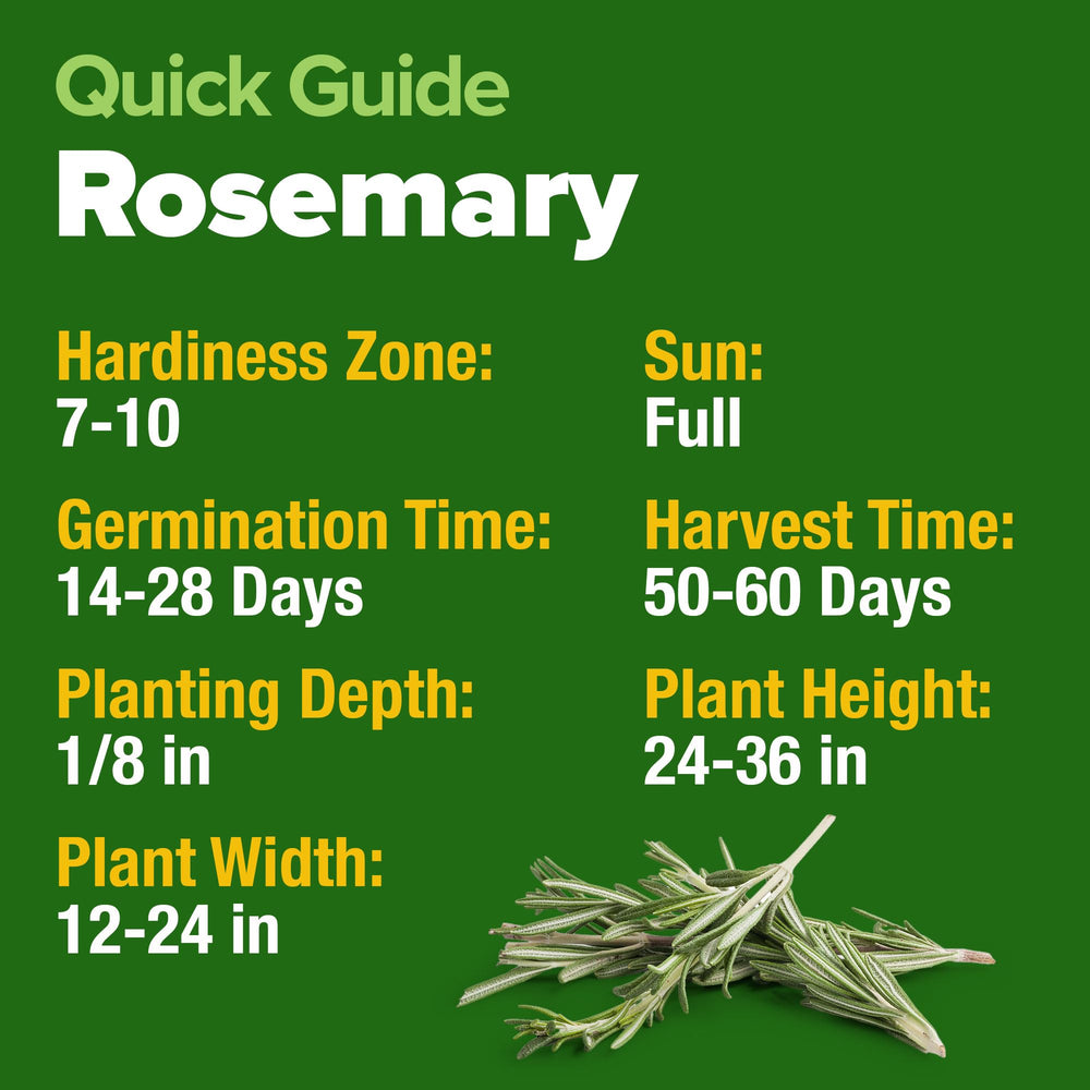 HOME GROWN Rosemary plant thriving in a pot